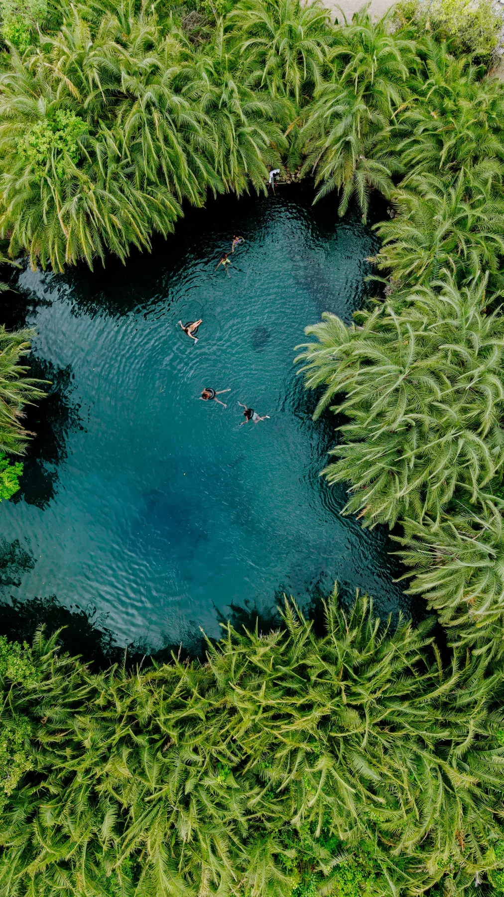 An aerial view of a clear blue spring surrounded by dense palm trees