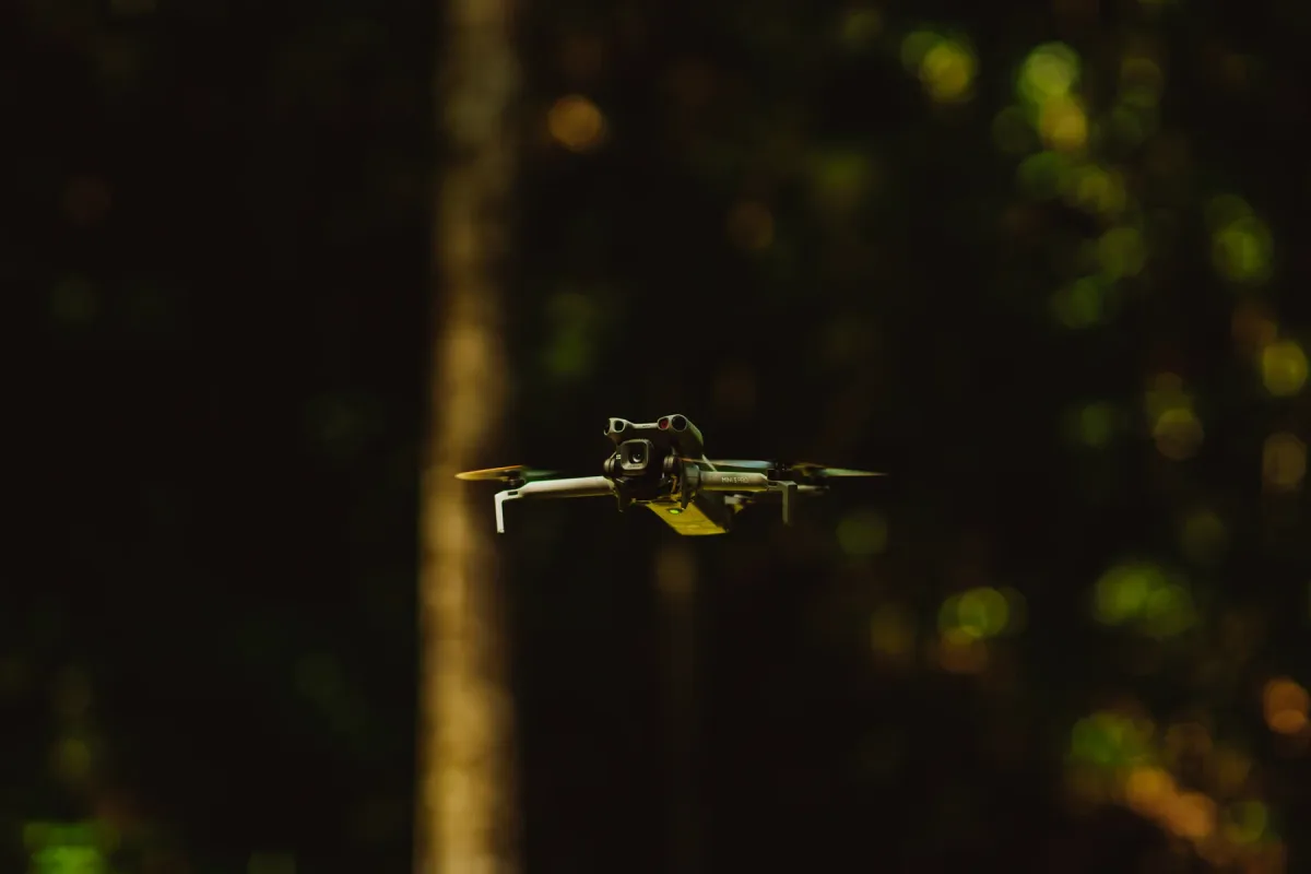 A small winged insect in a shaft of light against a dark forest background